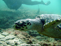 Sea Turtle on the Inside Reef at Lauderdale by the Sea. by Michael Kovach 